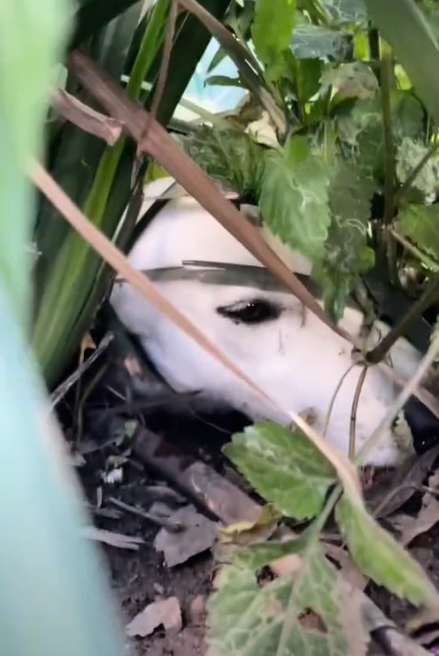 dog lying in a bush