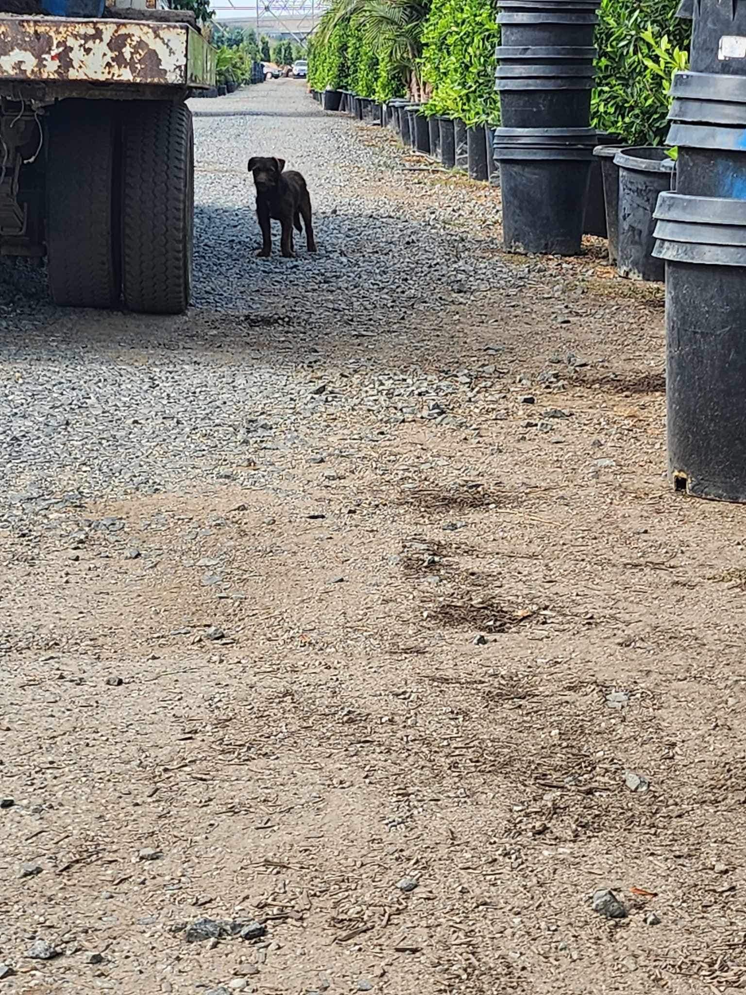 dog near truck