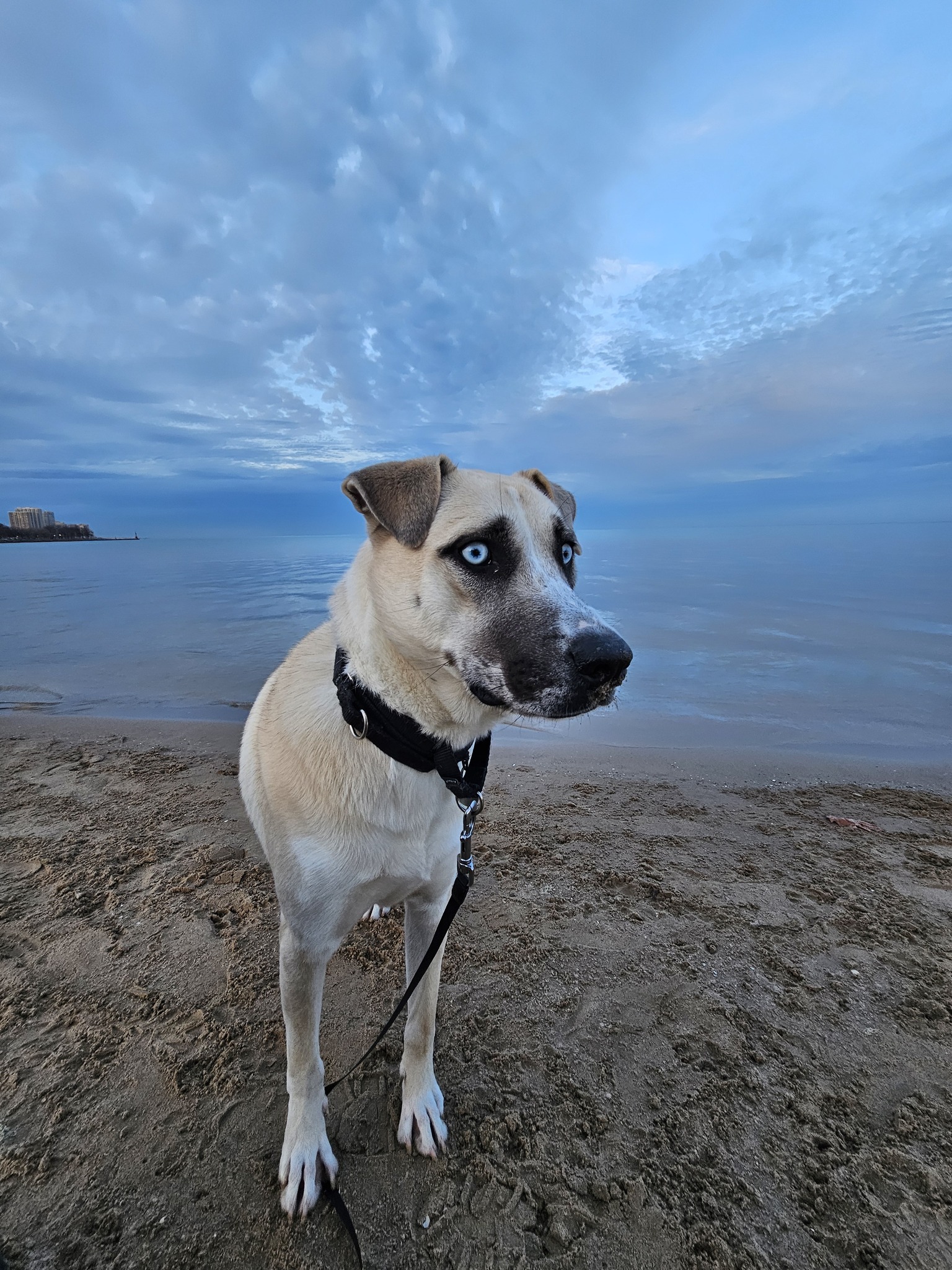 dog on beach
