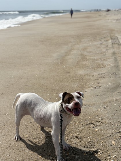 dog on beach