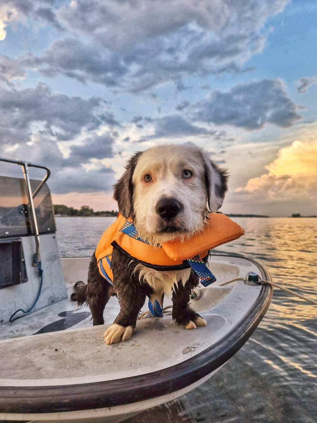 dog on boat