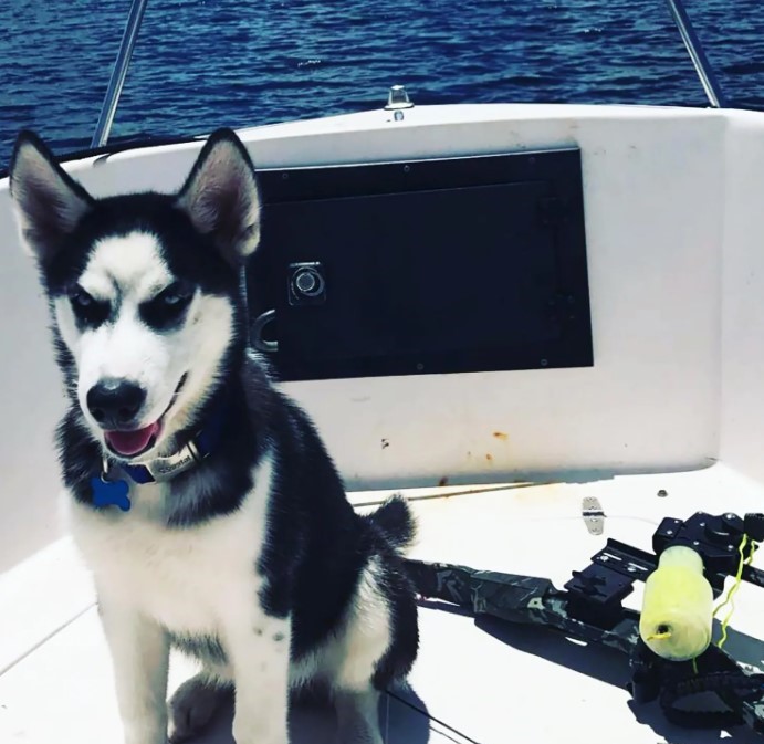 dog on boat