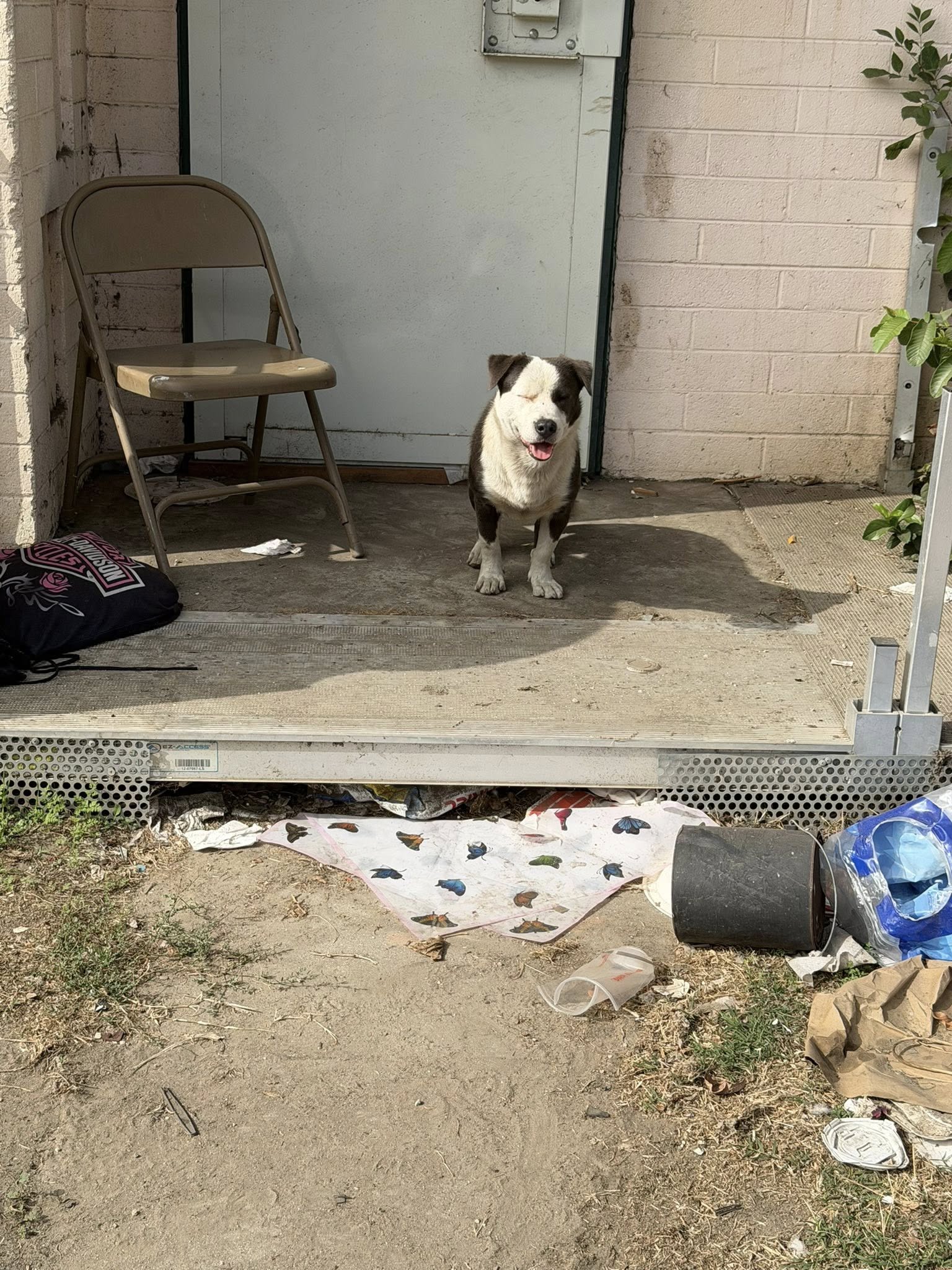 dog on construction site