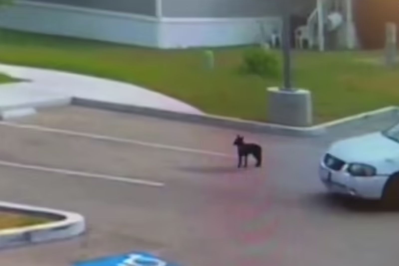 dog on parking lot