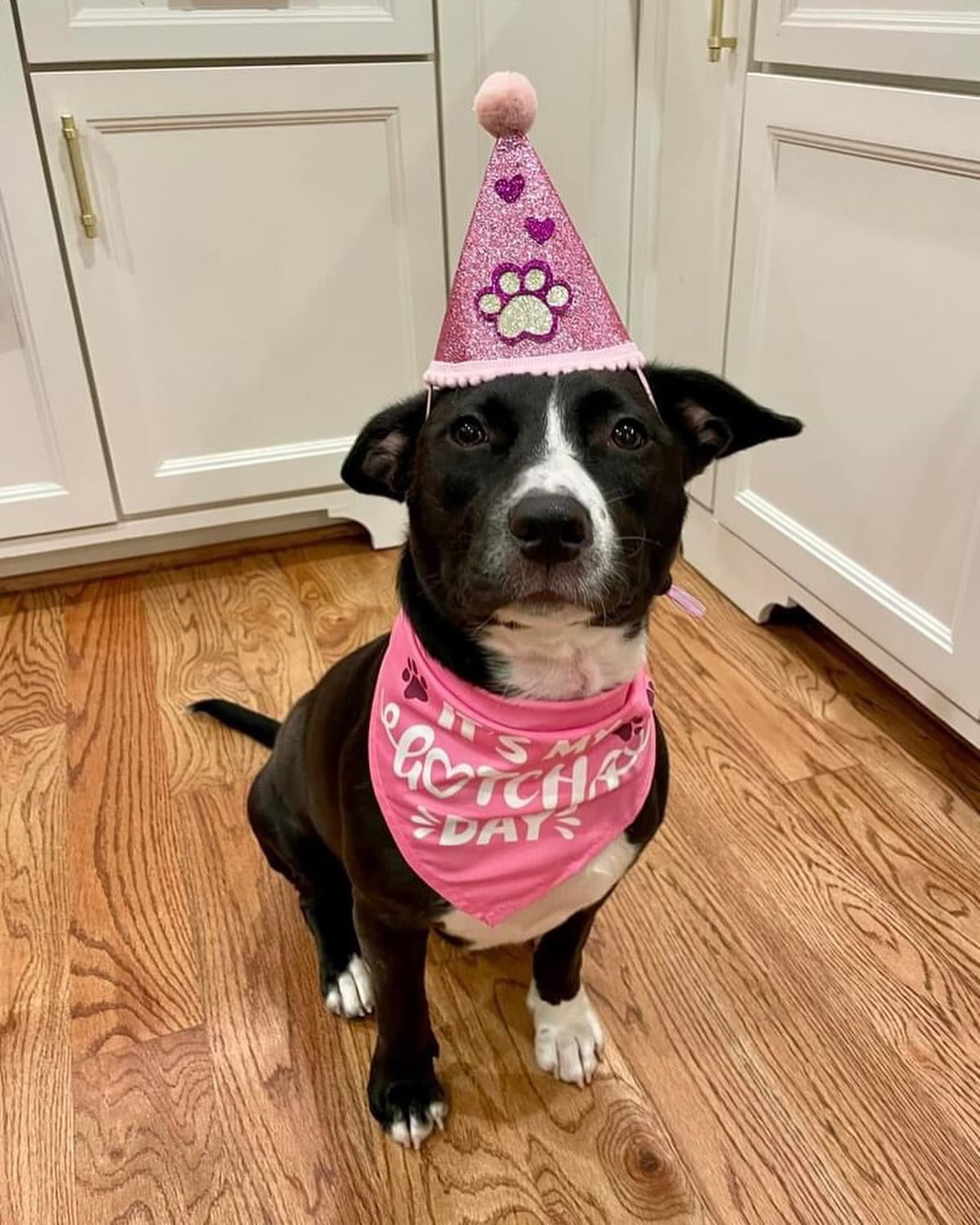 dog on party