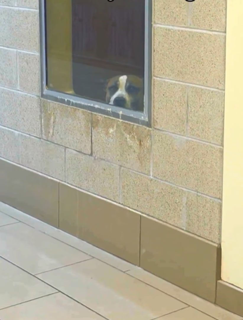 dog peeking trough window