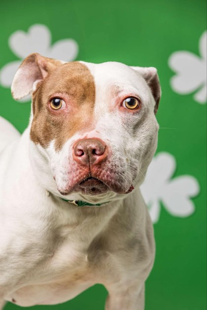 dog posing for picture