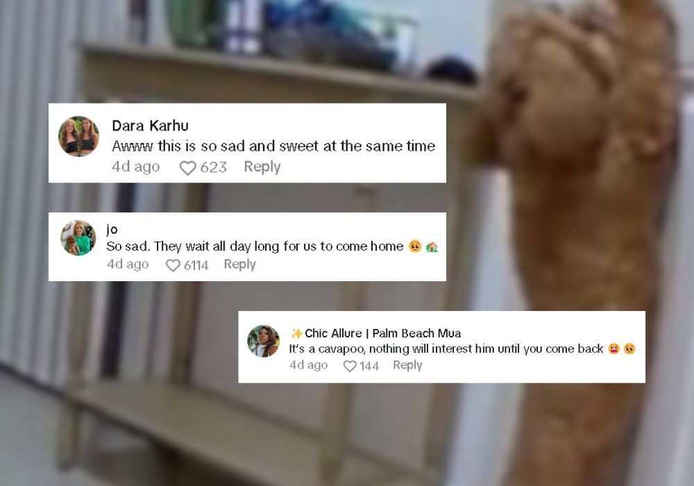 dog-related comments