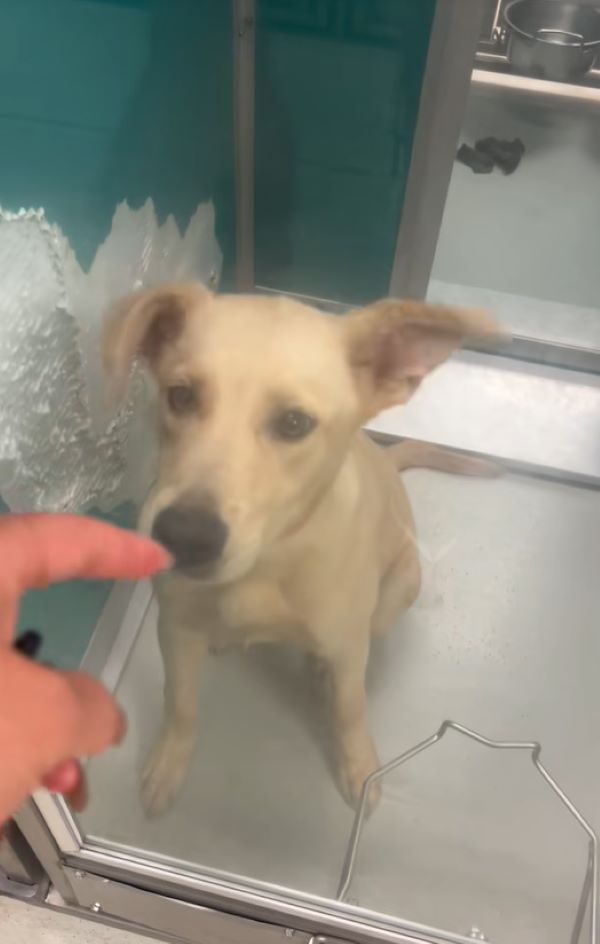 dog sits and looks at man's finger