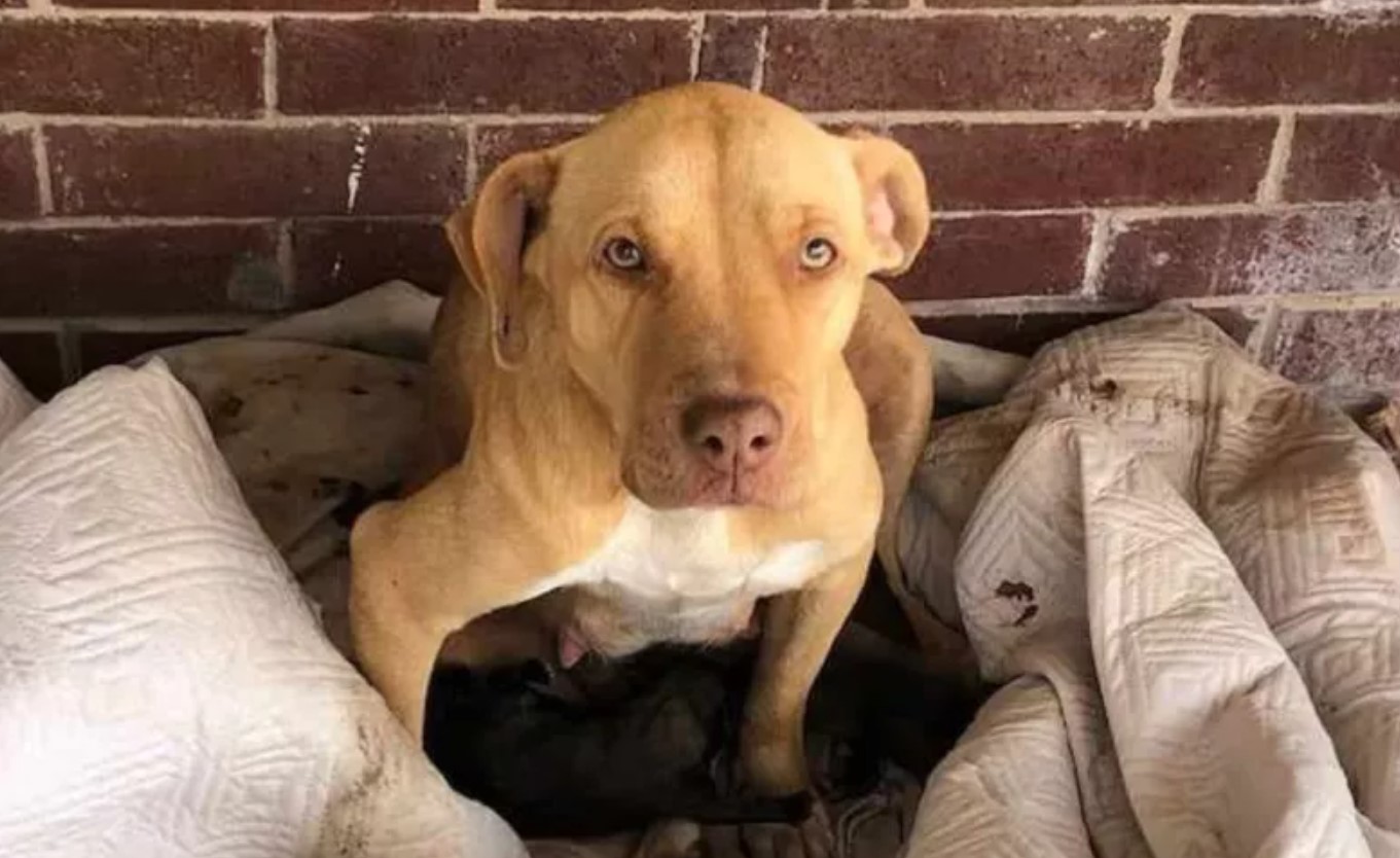 dog sits and looks at the camera