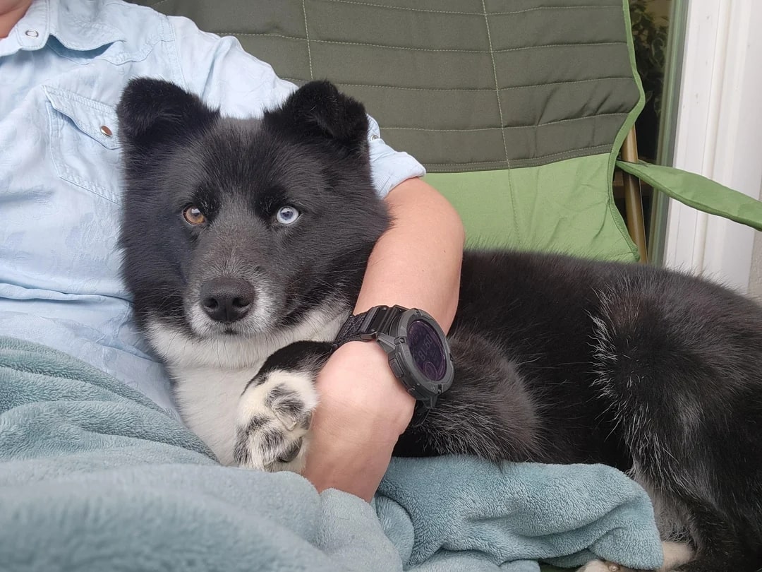 dog sitting hugging dog