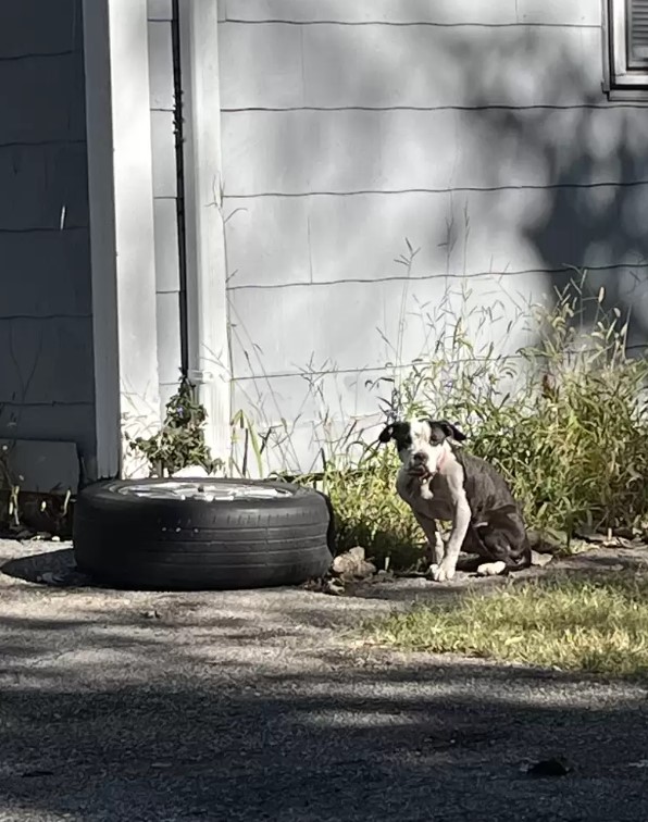 dog sitting near tire