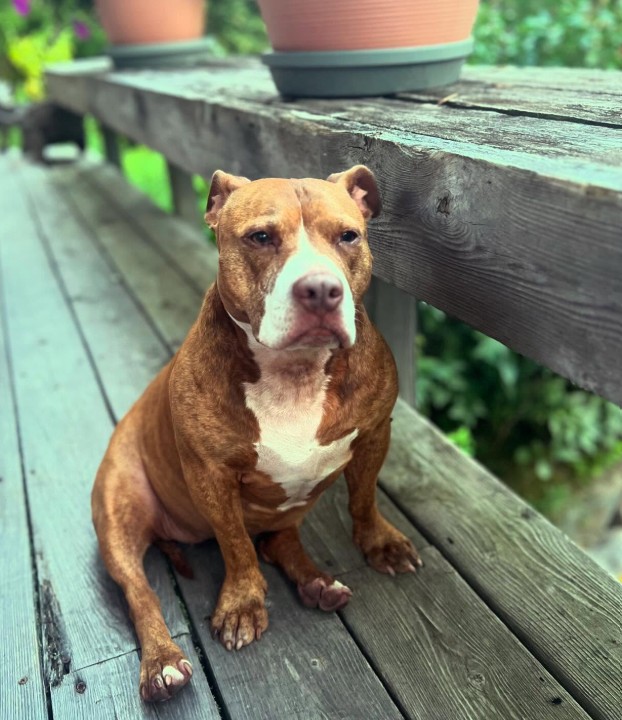 dog sitting on a wooden terrace