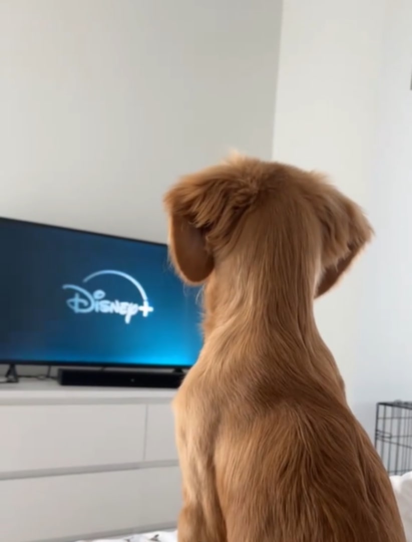 dog sitting on bed and watching tv