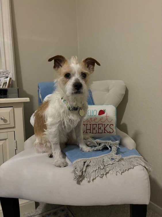 dog sitting on chair