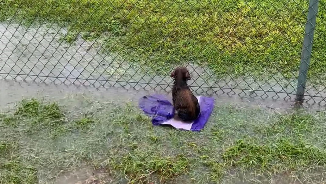 dog sitting on flooded field