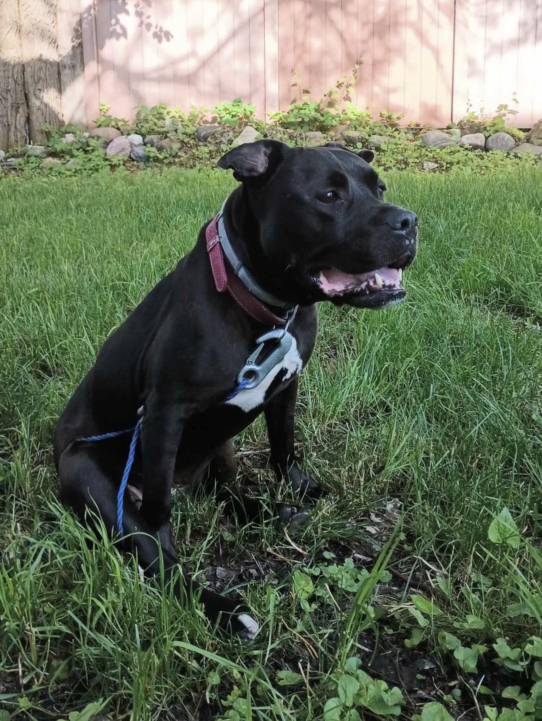 dog sitting on grass