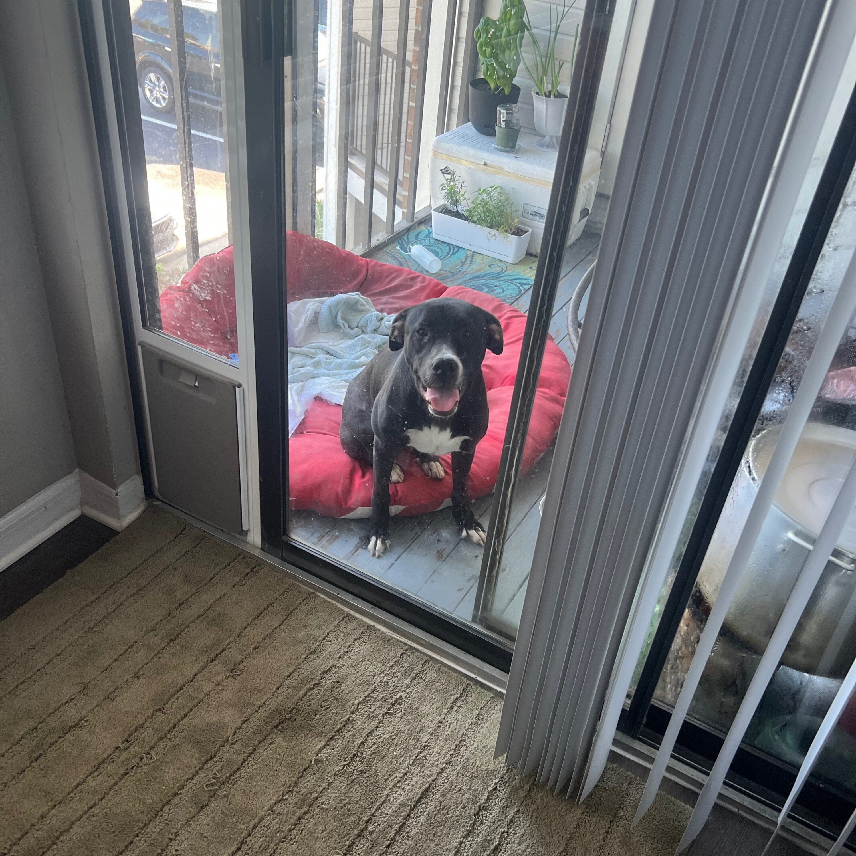 dog sitting on porch