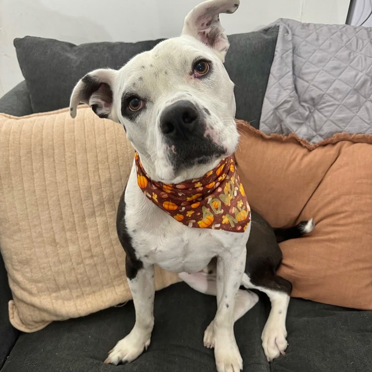 dog sitting on the couch and posing