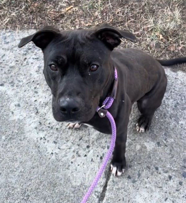 dog sitting with a purple leash