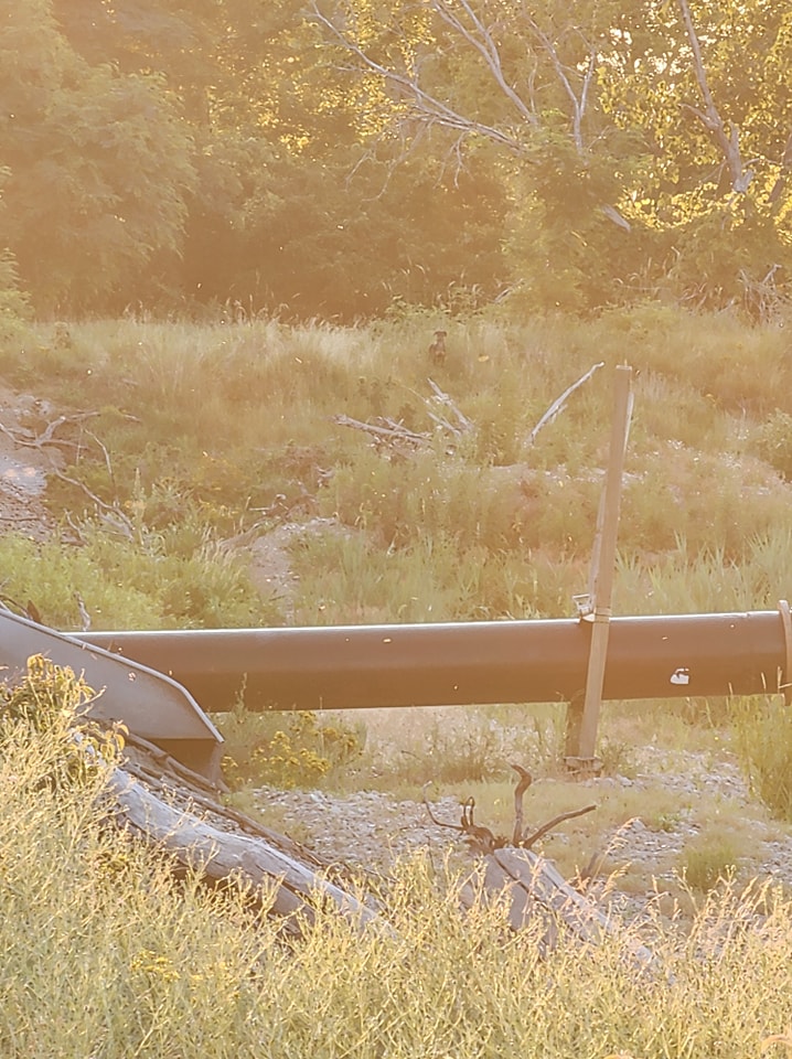 dog standing in tall grass