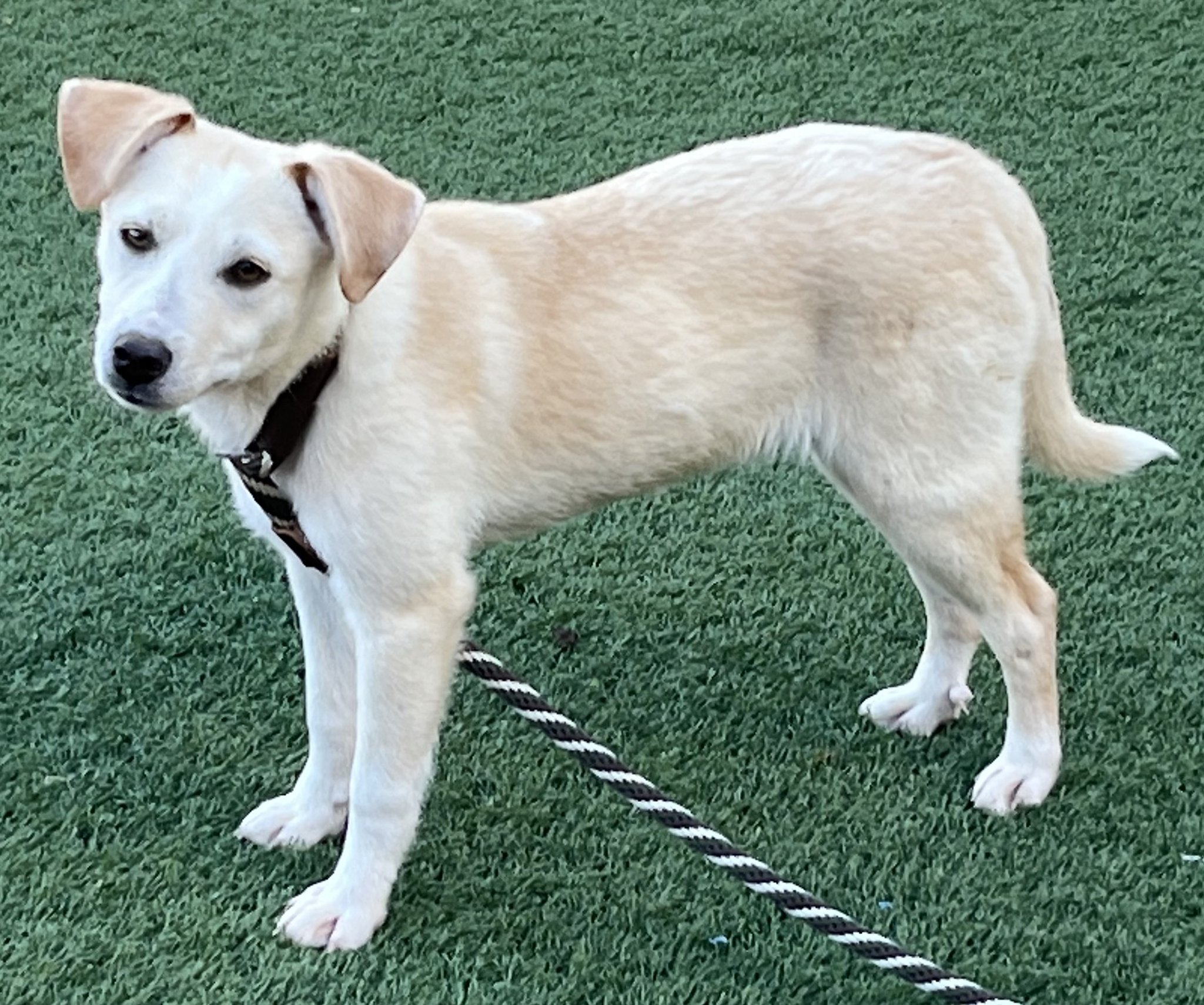 dog standing on green artificial grass