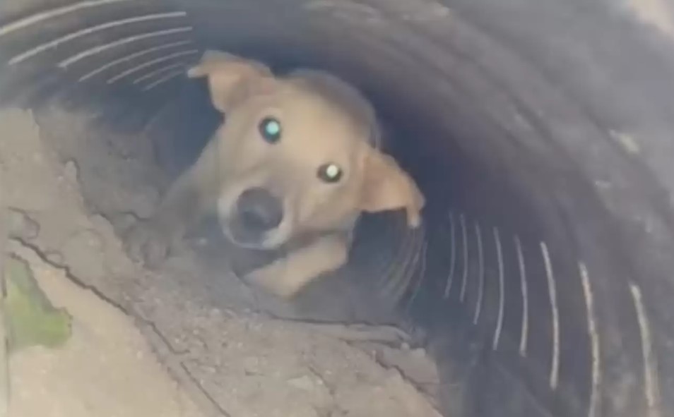 dog stuck in a pipe