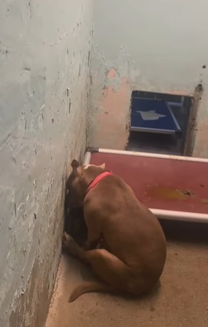 dog stuck its head into the wall sitting