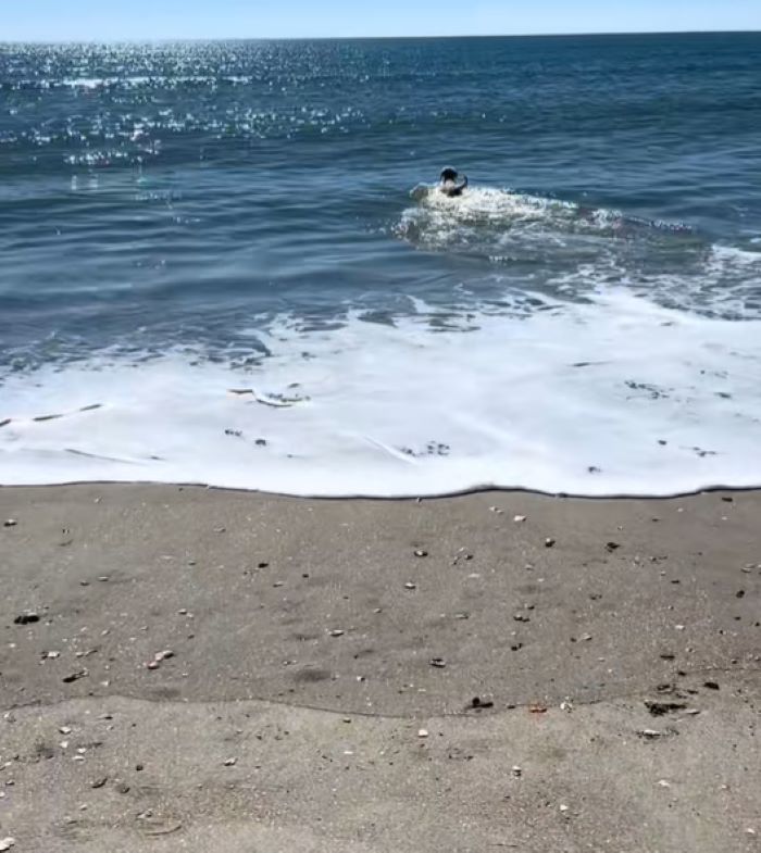 dog swimming