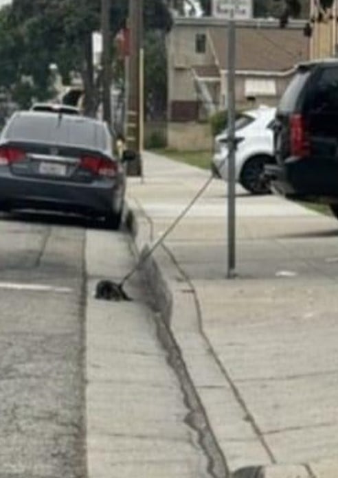 dog tied to a metal pole
