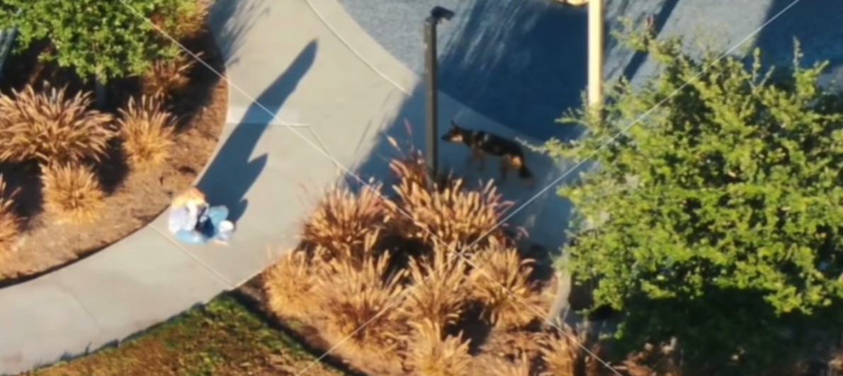 dog walking on street