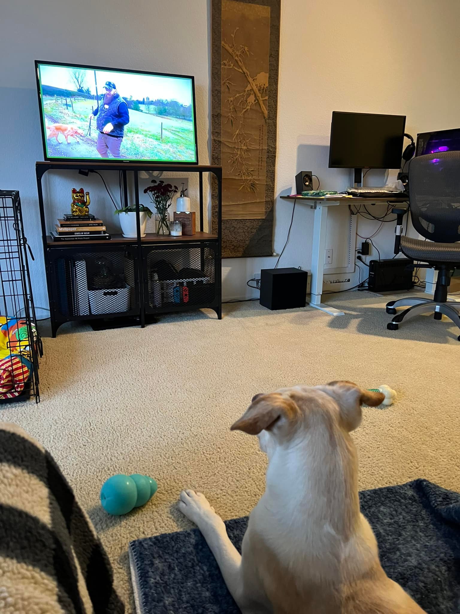 dog watching tv