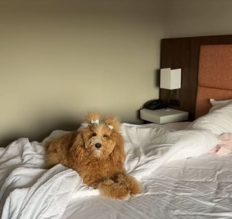dog with a haircut lies on the bed