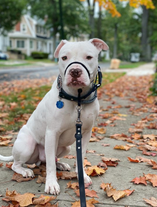dog with a muzzle on its mouth
