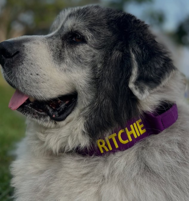 dog with a purple collar