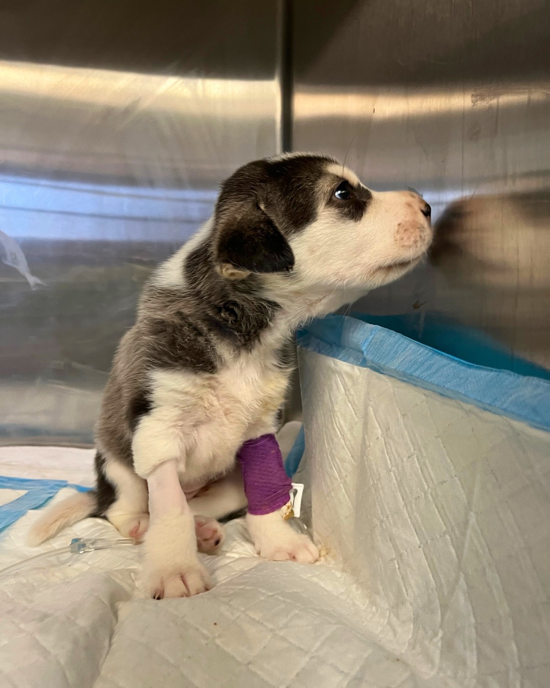 dog with a wrapped paw