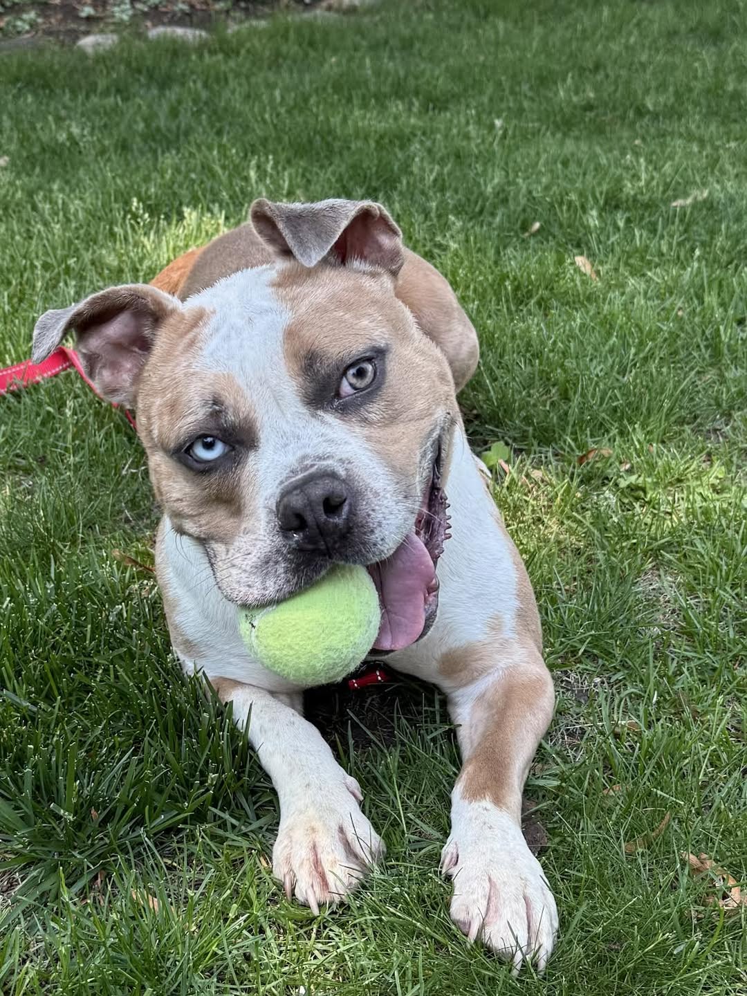 dog with ball in mouth