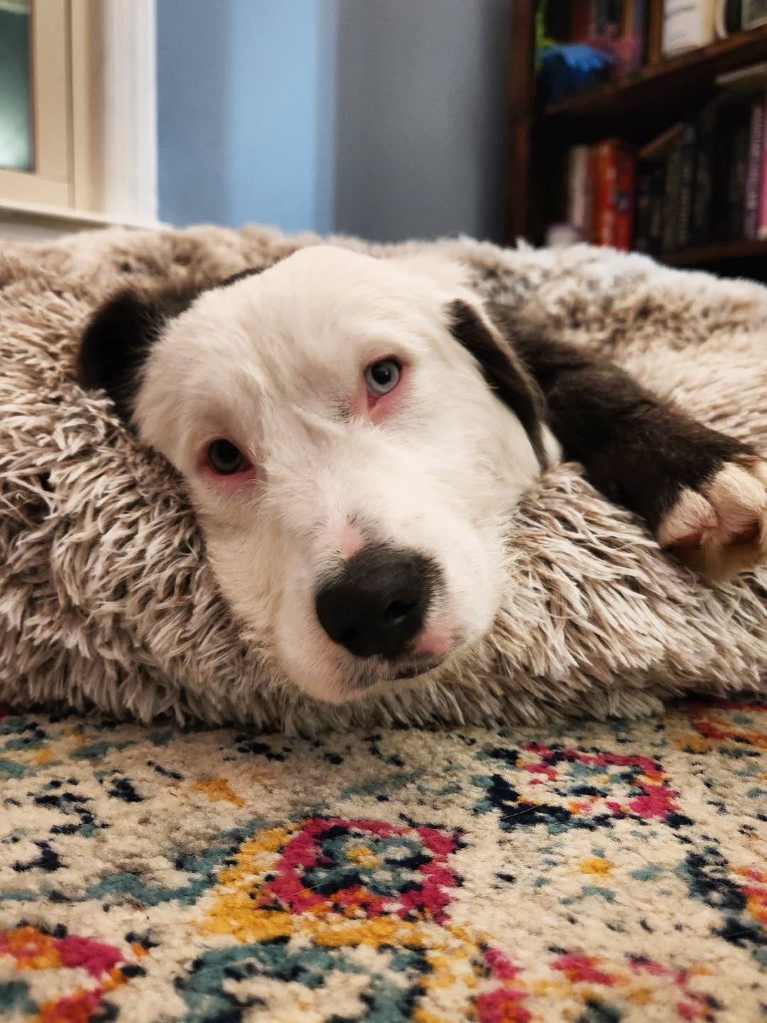 dog with blue eyes laying down