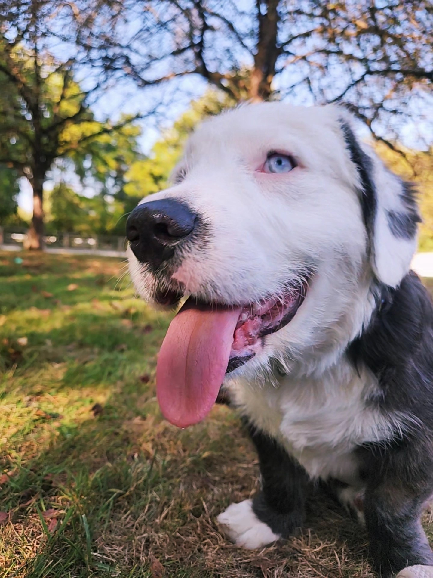 dog with blue eyes