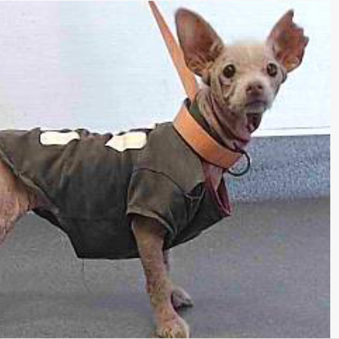 dog with clothes on leash