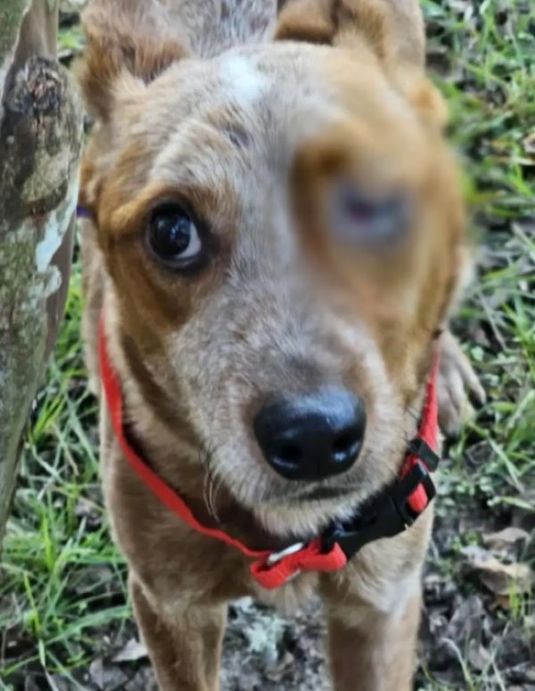 dog with injured eye