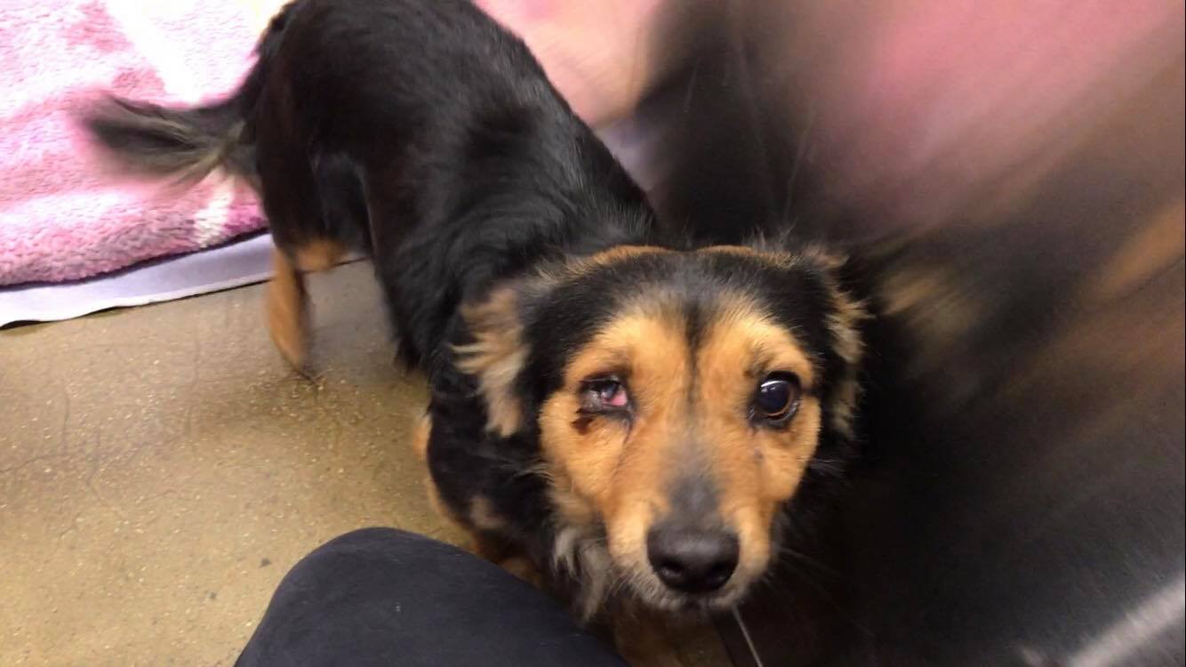 dog with injured eye