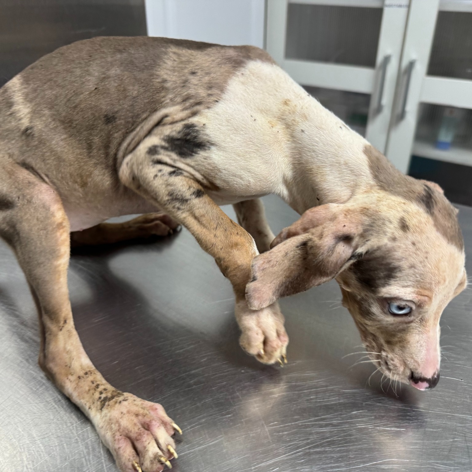 dog with injured leg