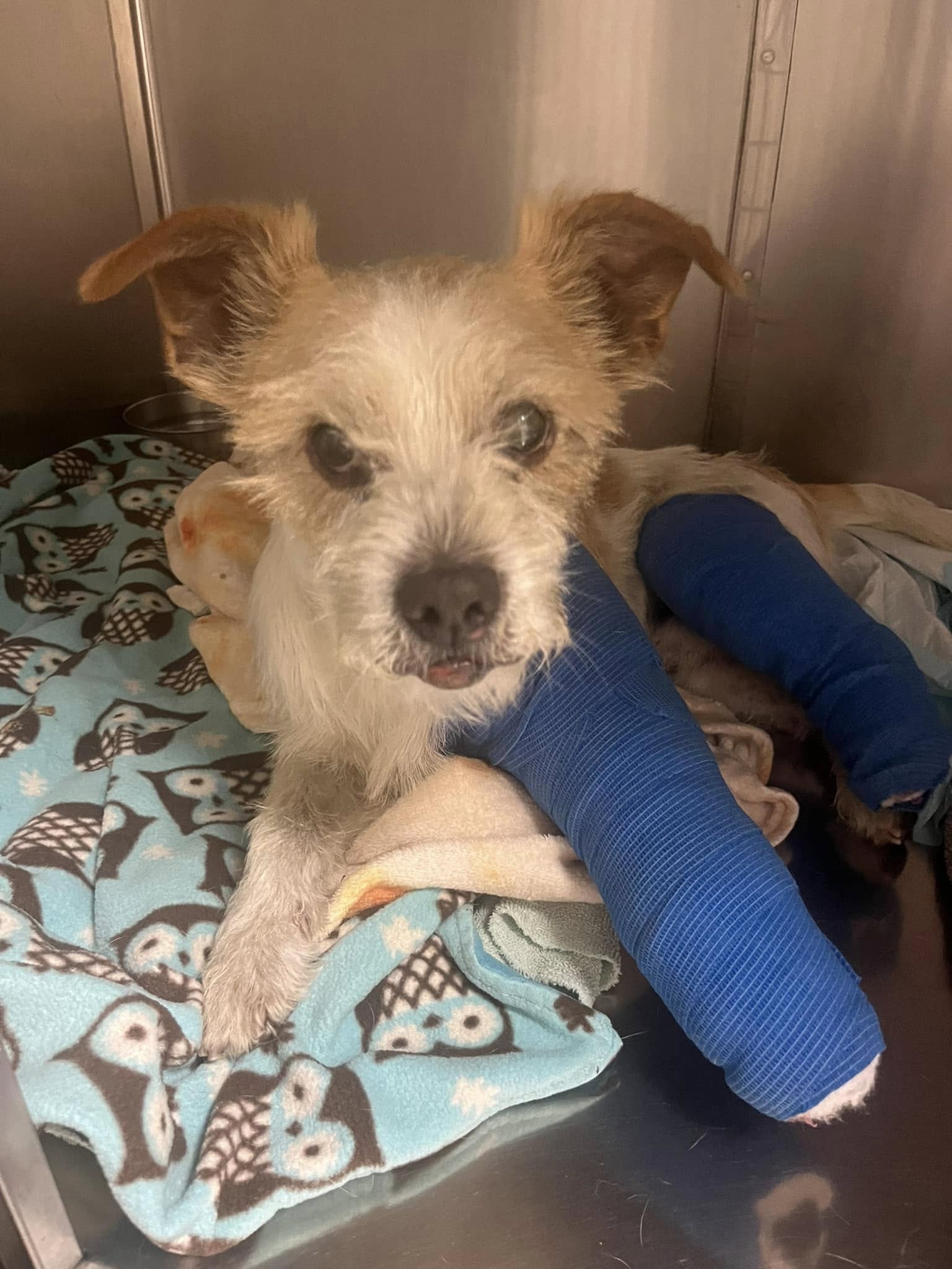 dog with injured legs