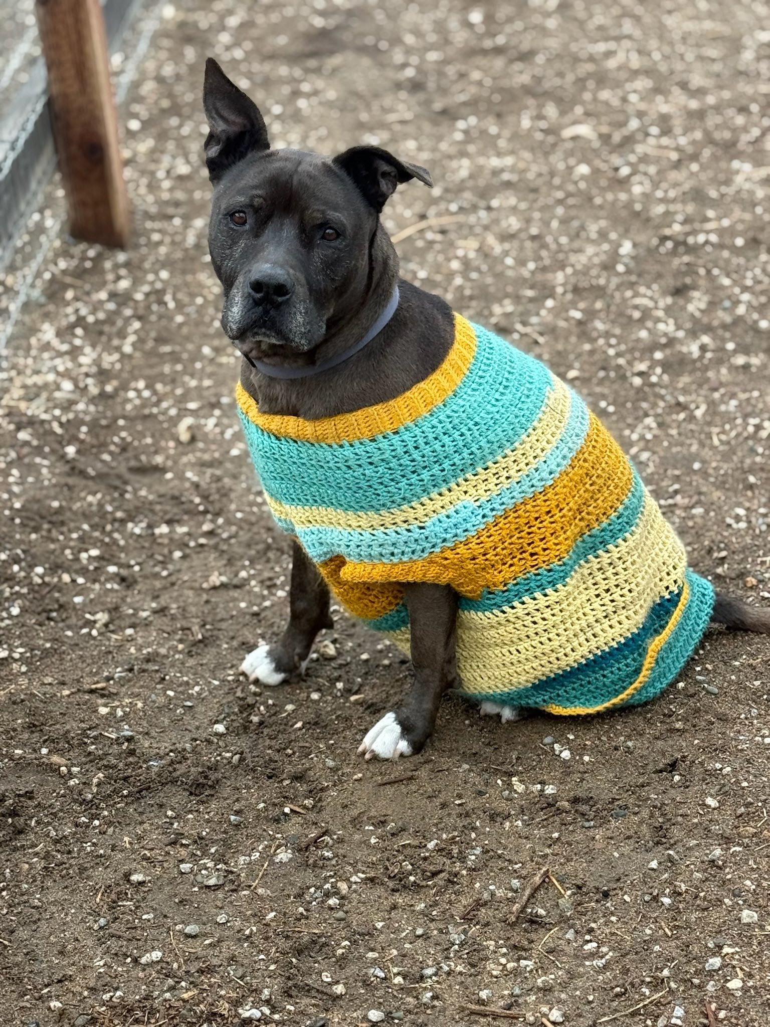 dog with jumper