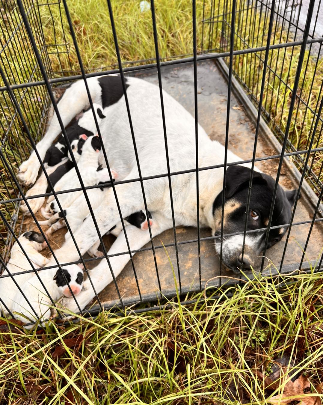 dog with puppies in a cage