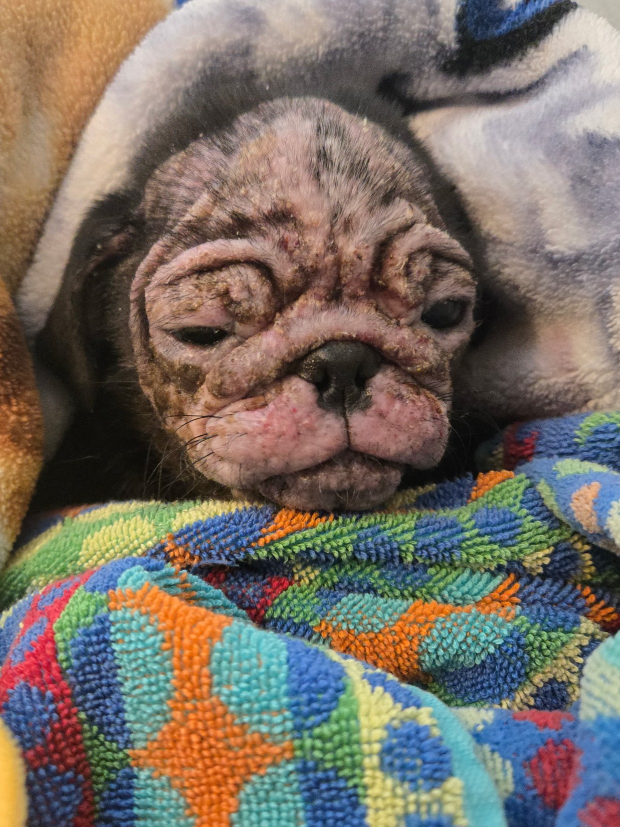 dog with skin problems