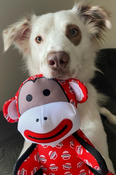 dog with teddy bear