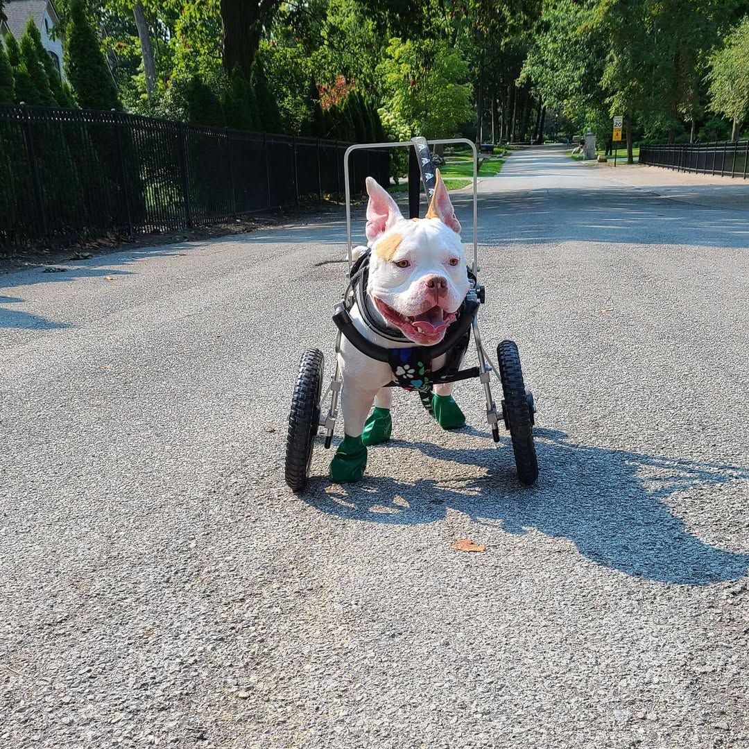dog with wheels