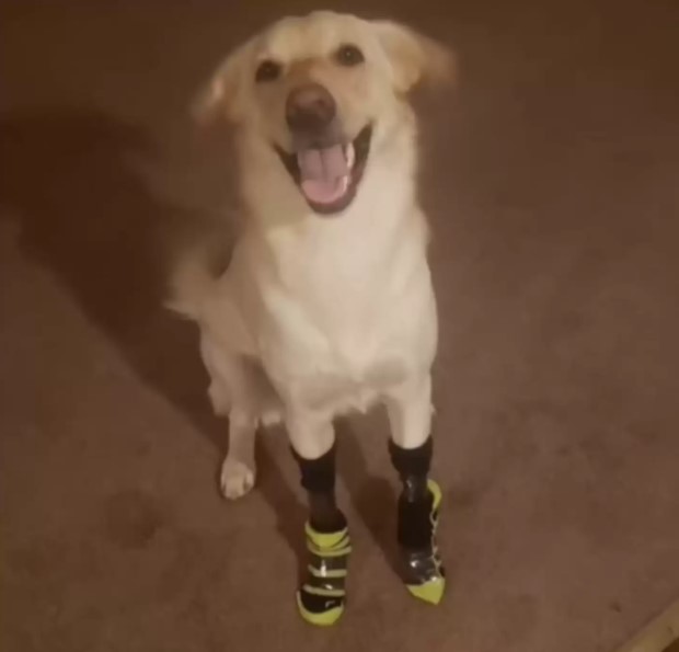 dog with wrapped front paws